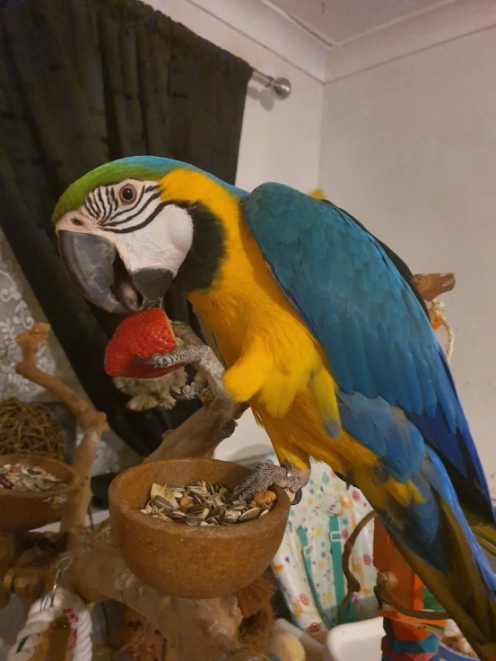 Blue And Gold Macaw