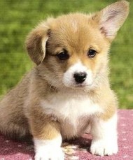 Corgi Welsh Puppies Available