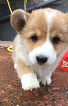 Corgi Welsh Puppies Available