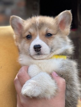 Corgi Welsh Puppies Available