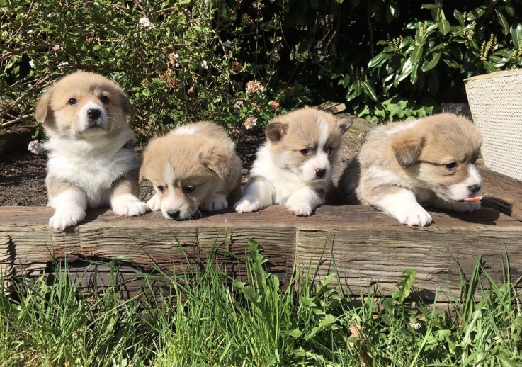 Corgi Welsh Puppies Available