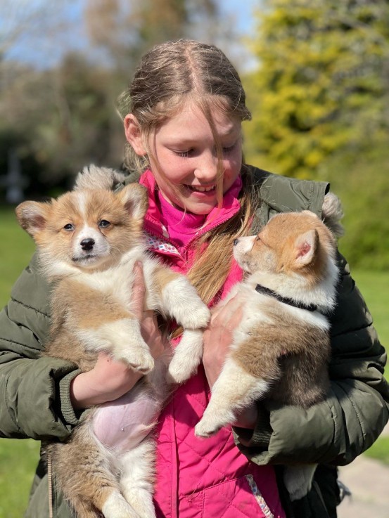 Corgi Welsh Puppies Available