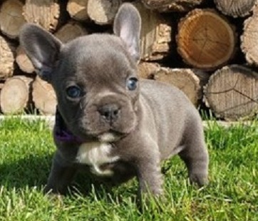 Divine French Bulldog puppies for sale