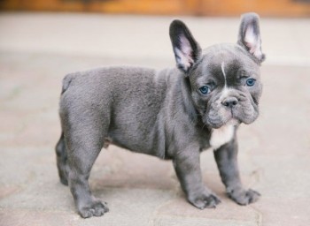 Flawless French Bulldog puppies for sale