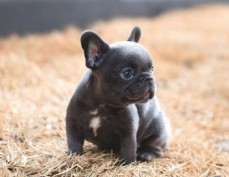 Lively French Bulldog puppies for sale