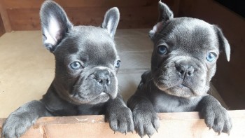 Versatil French Bulldog puppies for sale