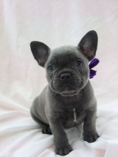 Amazing French Bulldog puppies for sale