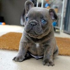 Outgoing French Bulldog puppies for sale