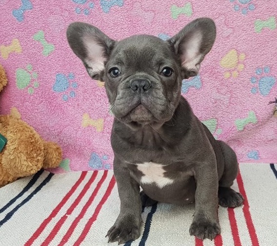 amicable French Bulldog puppies for sale