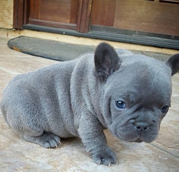 Friendly French Bulldog puppies for sale