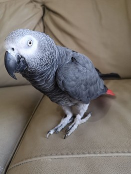 Stunning Male African Grey