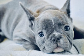 Persever French Bulldog puppies for sale