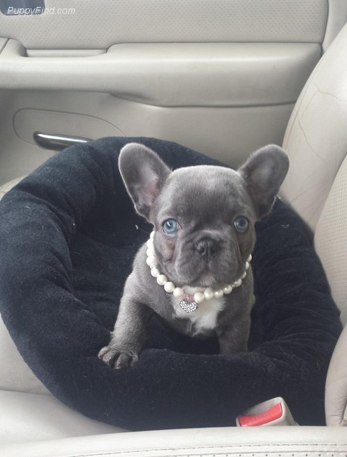 Enthusia French Bulldog puppies for sale