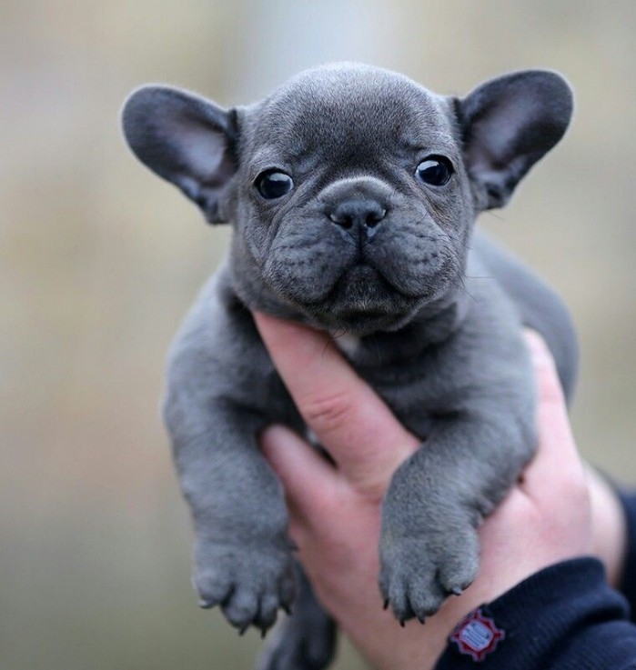 Modest French Bulldog puppies for sale