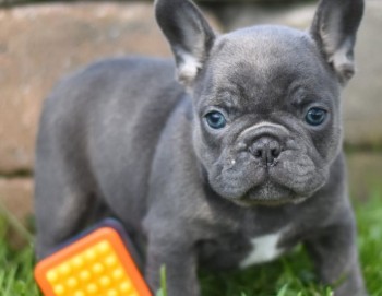 Hygienic French Bulldog puppies for sale