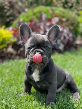 Courteou French Bulldog puppies for sale