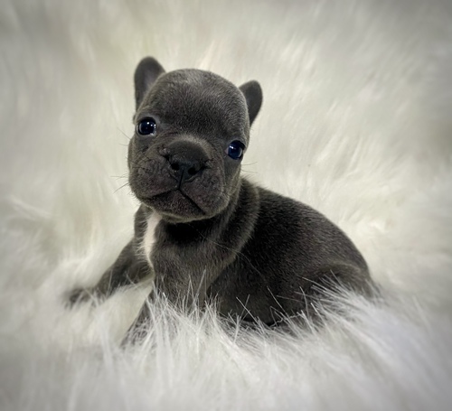 Amarous French Bulldog puppies for sale