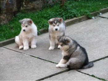 Alaskan Malamutes puppies ready to go no