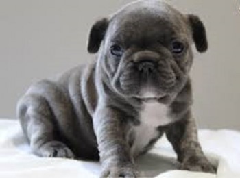 Humble French Bulldog puppies for sale