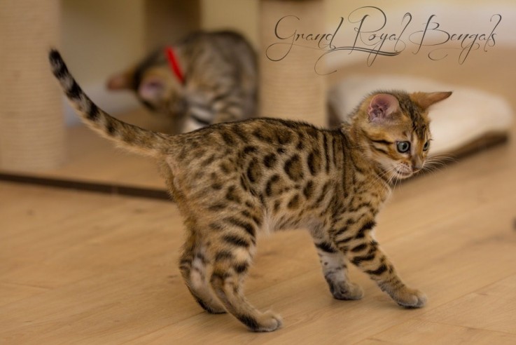  18 Top Quality Bengal Kittens Tica Regi