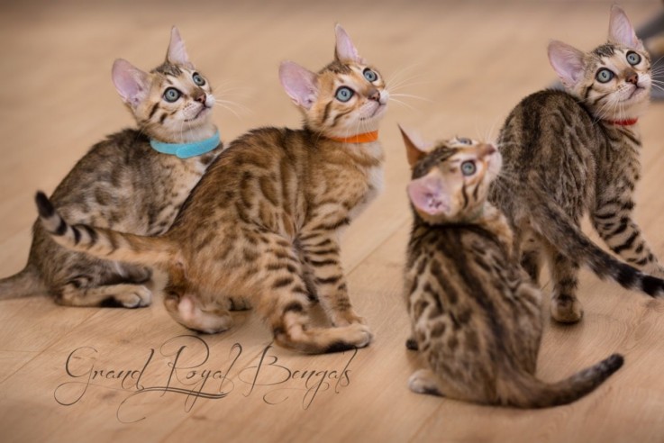 Bengal Kittens