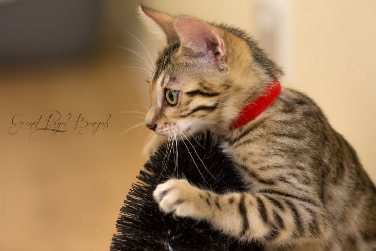  3 Beautiful Pedigree Bengal Kittens For