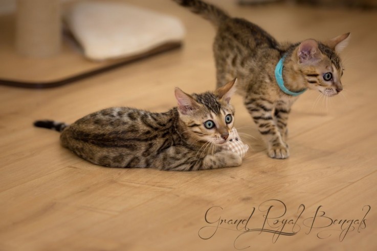 Pure Bengal Girl Stunning Markings