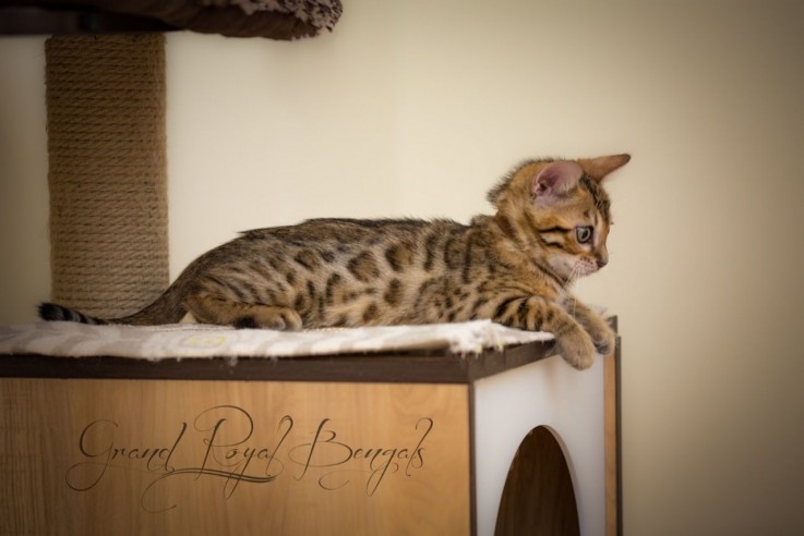 Stunning Tica Registered Bengal Girl