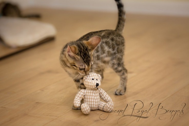 Tica Stunning Bengal Girl Kitten