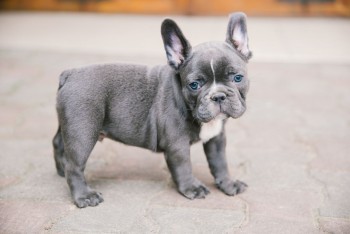 Efficien French Bulldog puppies for sale