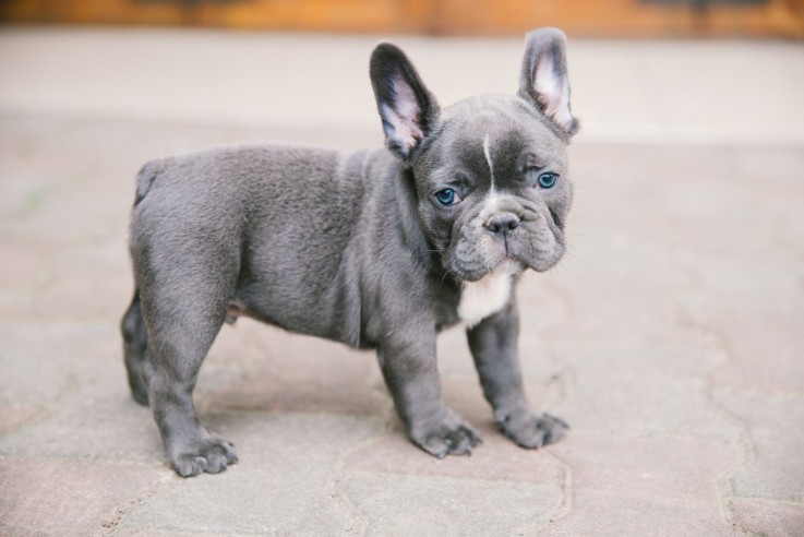 Efficien French Bulldog puppies for sale