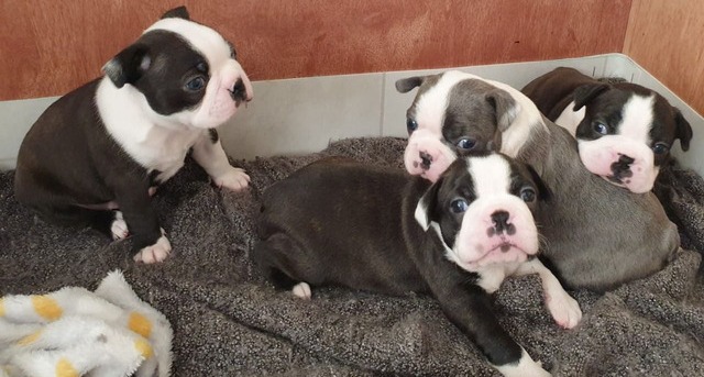 Boston Terrier puppies