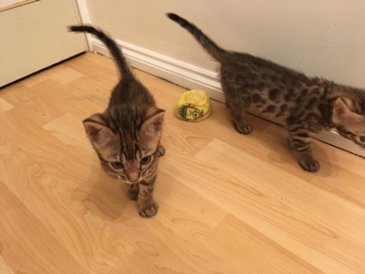 Beautiful Bengal Male Kittens