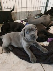 Cane Corso Puppies