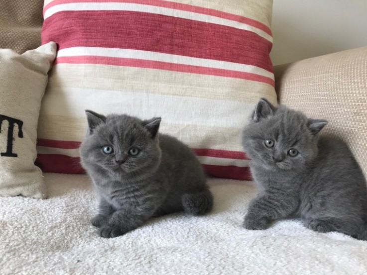 Beautiful British Shorthair Babies