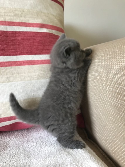 British Shorthair Kitten