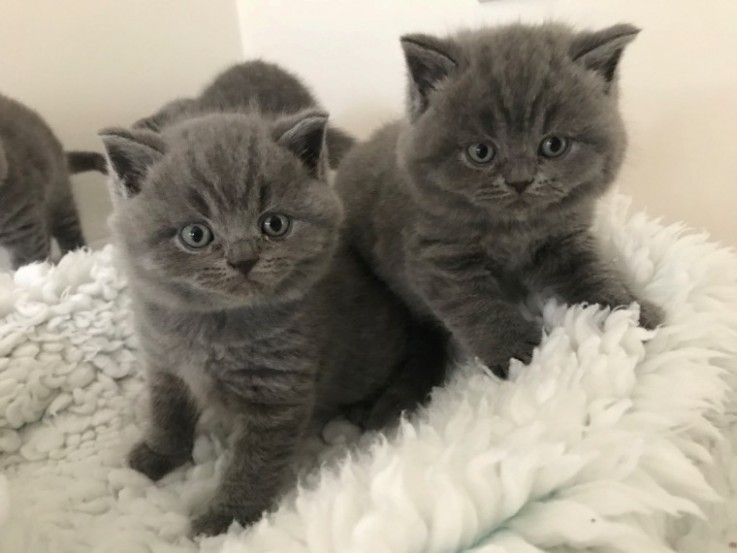 Gccf Blue British Short Hair Kittens