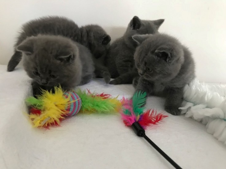 Pedigree Bsh Blue Kittens