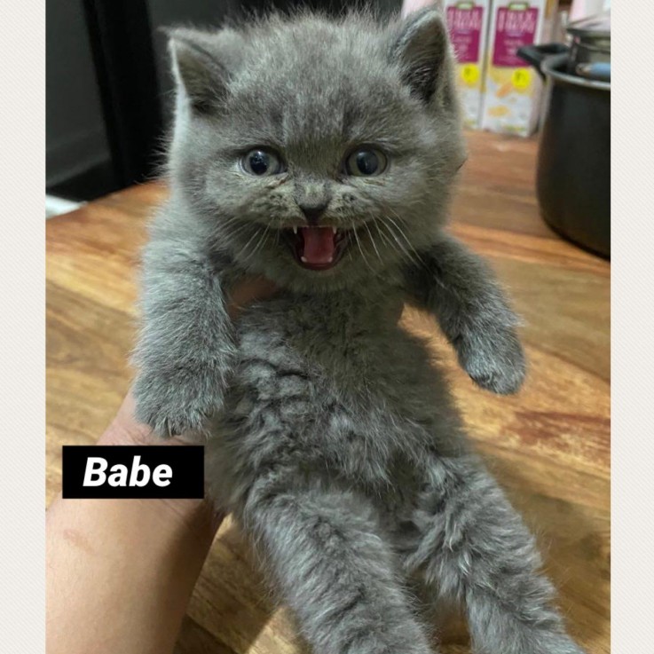 Beautiful Blue British Shorthair Kittens