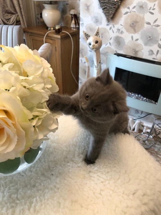 British Blue Shorthair Kitten