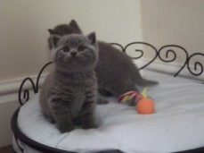  24 Beautiful British Shorthair Babies