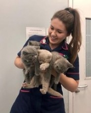 Beautiful British Shorthair Babies