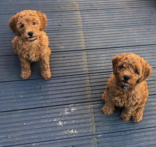 Cockapoo Puppies ready for any new home.