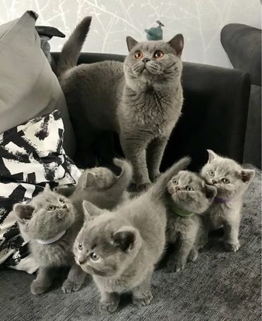 Stunning Tabby British Shorthair Kitten