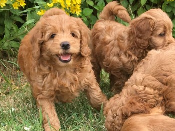 Excellent Cockapoo puppies