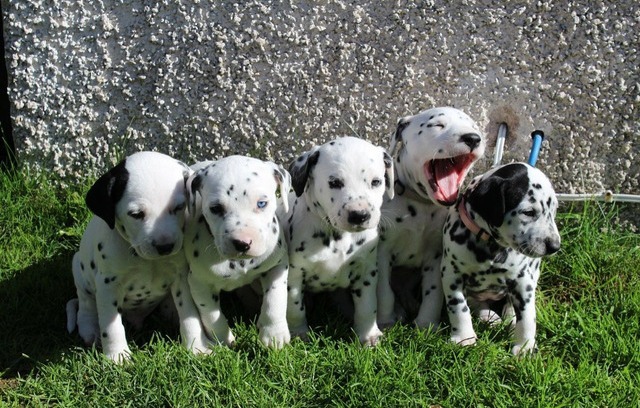 Dalmatian Puppies ready for their foreve