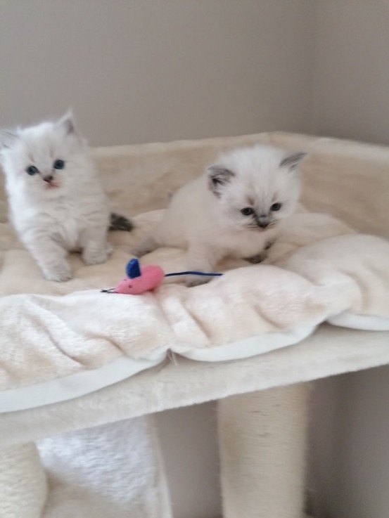 3 Stunning Ragdoll Kittens