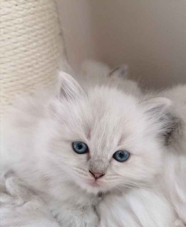 Ragdoll Kittens