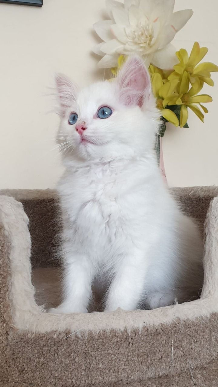 Beautiful Ragdoll Female