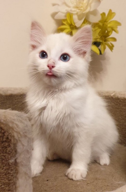 3 Stunning Ragdoll Kittens